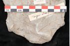 Foto (Objekt + Etikett) von Fagus ulmifolia Ettingshausen (NHMW-GEO-2024-0188-10135)